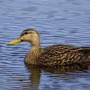 Meet your Posher, Miriam